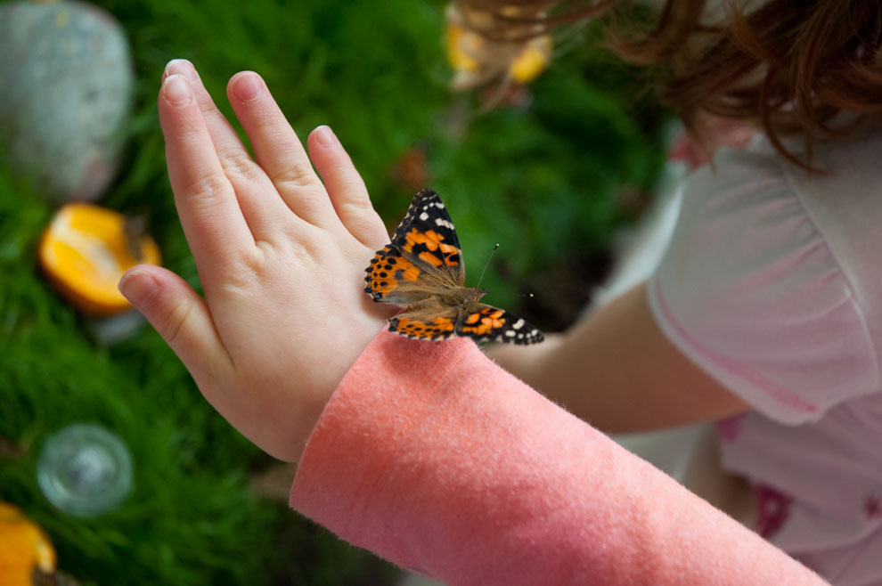 A beautiful orange and black butterfly perched on a child's hand.