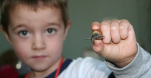 Boy holding a small snail looking out of its shell