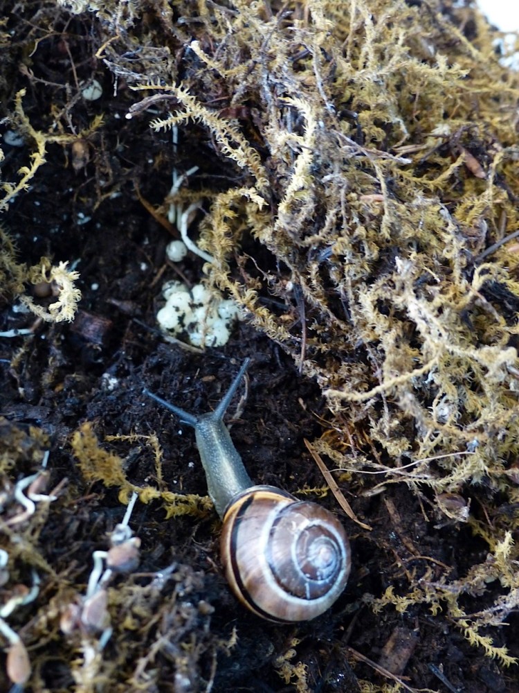 Snail and the eggs