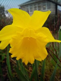 Daffodil