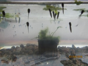 Apr_Tadpole