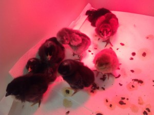 Chicks back in the warmth