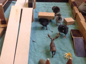 Chicks very Comfortable in the Playground