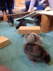 Chicks Getting Comfortable