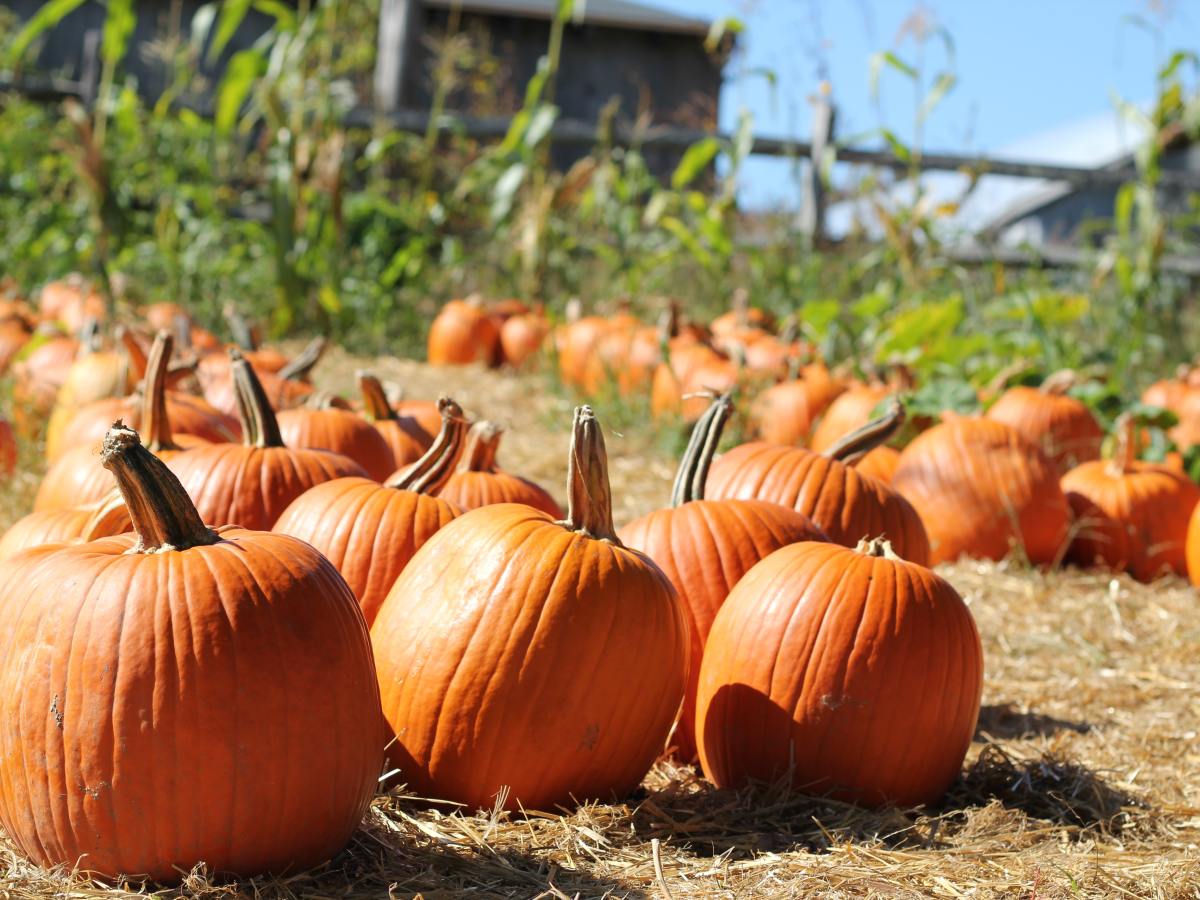 Cancelled Event: The Great Pumpkin&nbsp;Patch