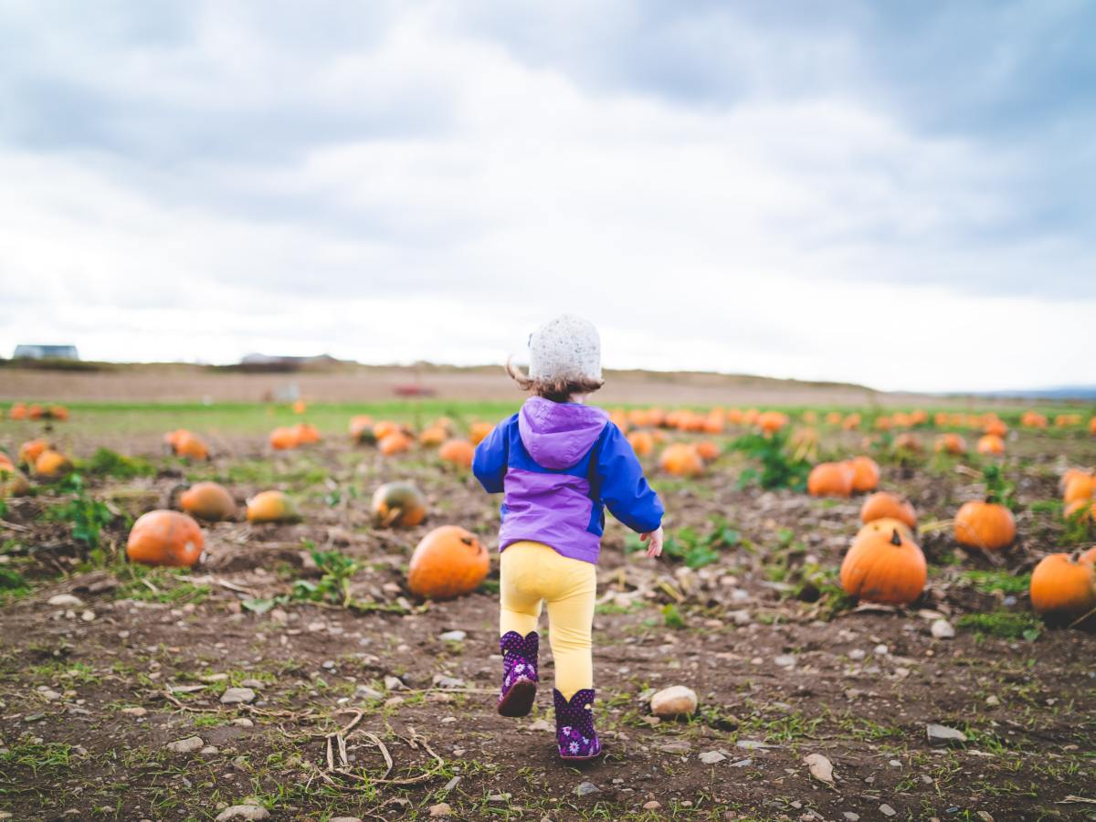 Our Favourite Pumpkin&nbsp;Patches